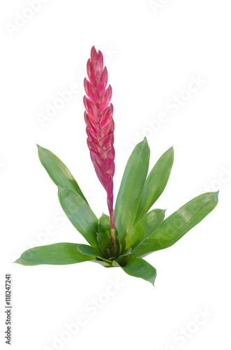 Bromeliad isolated on white background photo