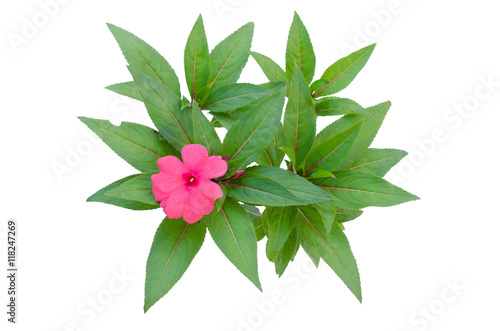 New Guinea impatiens flowers isolated on white background