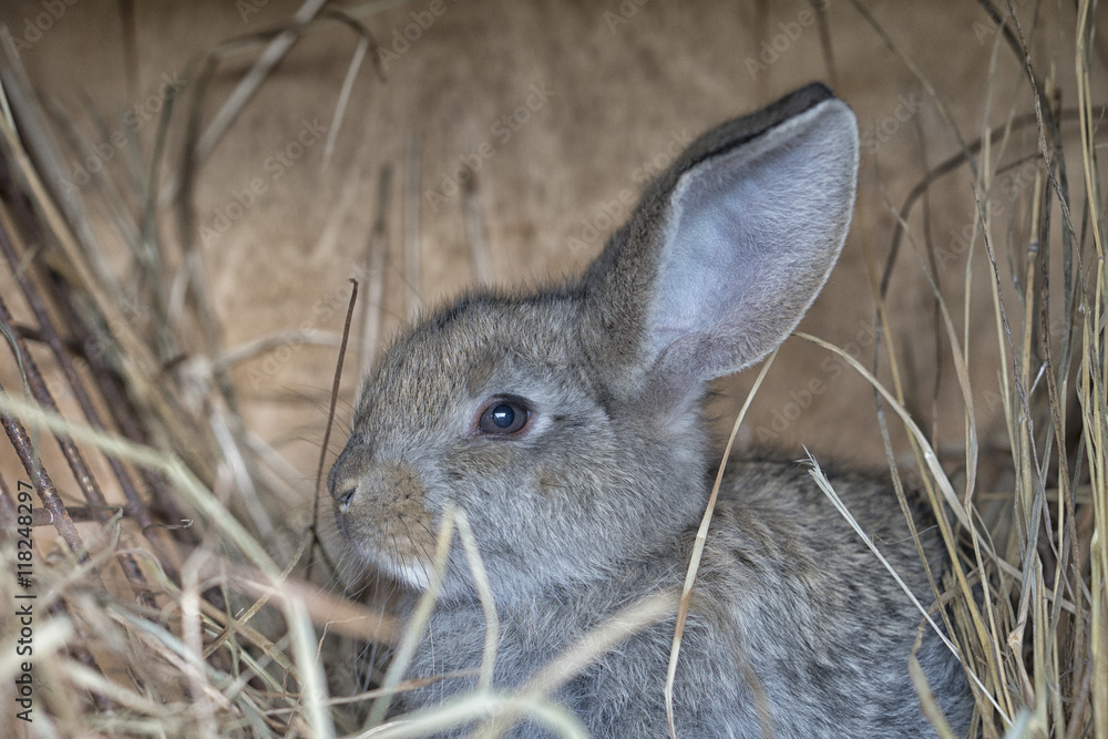 Fototapeta premium A cute gray rabbit is lying on the hay