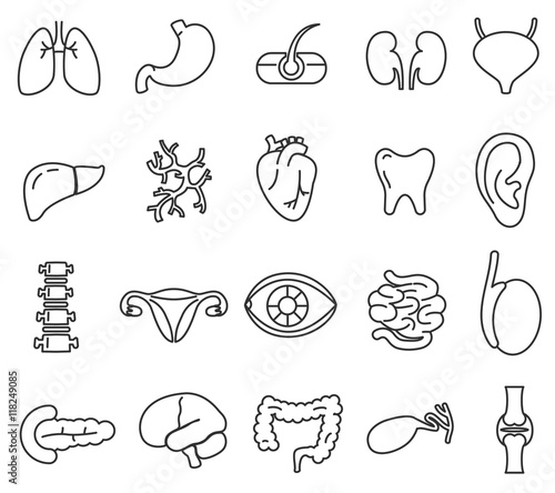 human anatomy icons set. internal organs, body parts. thin line design