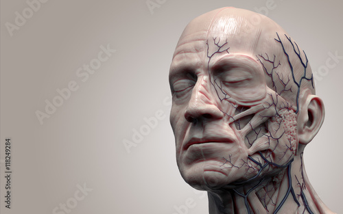 Human body anatomy - muscle anatomy of the head  3d render Fototapeta