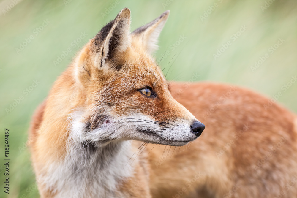 Fototapeta premium an red fox