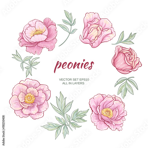 peonies