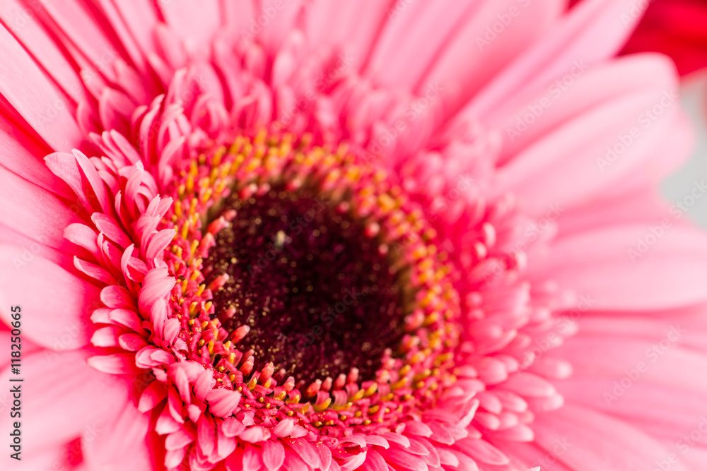 daisy gerbera macro, Shallow dof daisy gerbera macro, Shallow dof
