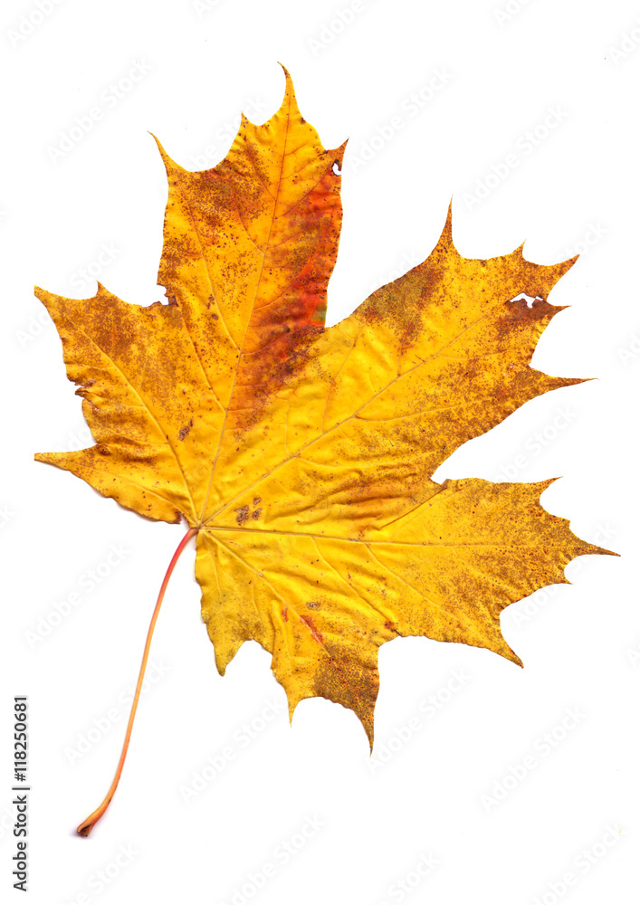 Fototapeta premium autumn colored leaves on a white background