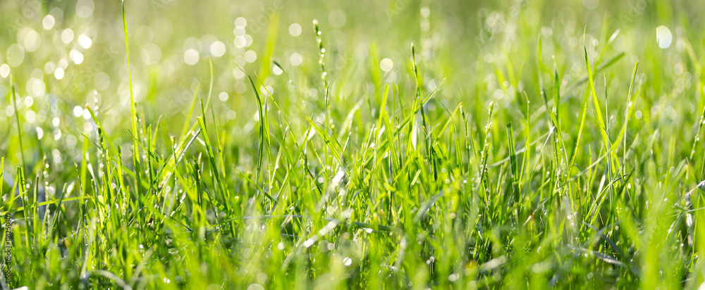Naklejka premium Świeża zielona trawa z kroplami wody w słoneczny letni dzień.
