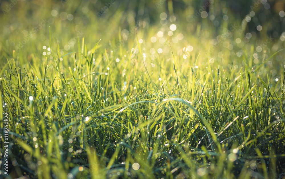 Fresh green grass with water drops. Vintage toned.