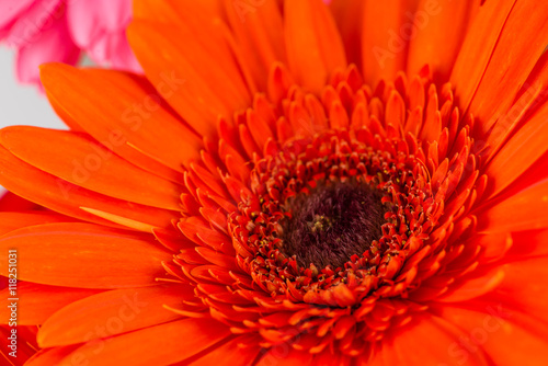 daisy gerbera macro  Shallow dof