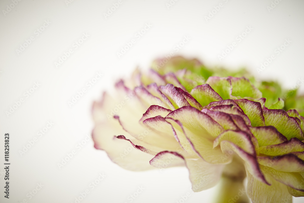 Obraz premium Flower