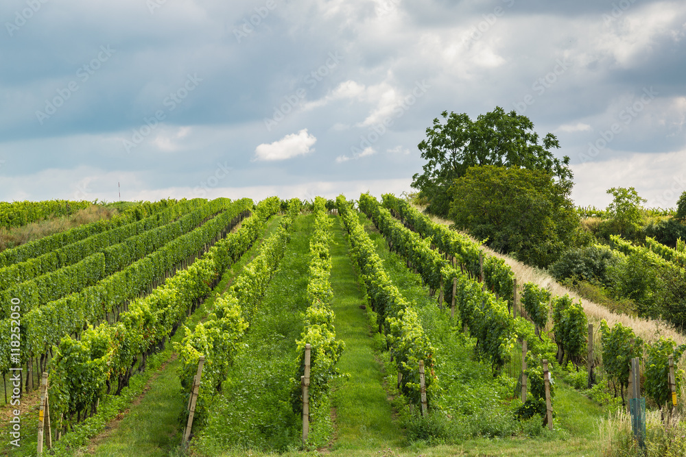 Vineyard in the area Velke Bilovice