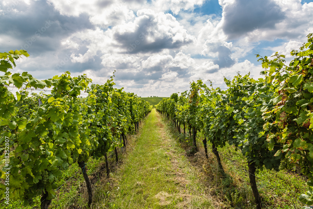 Vineyard in the area Velke Bilovice