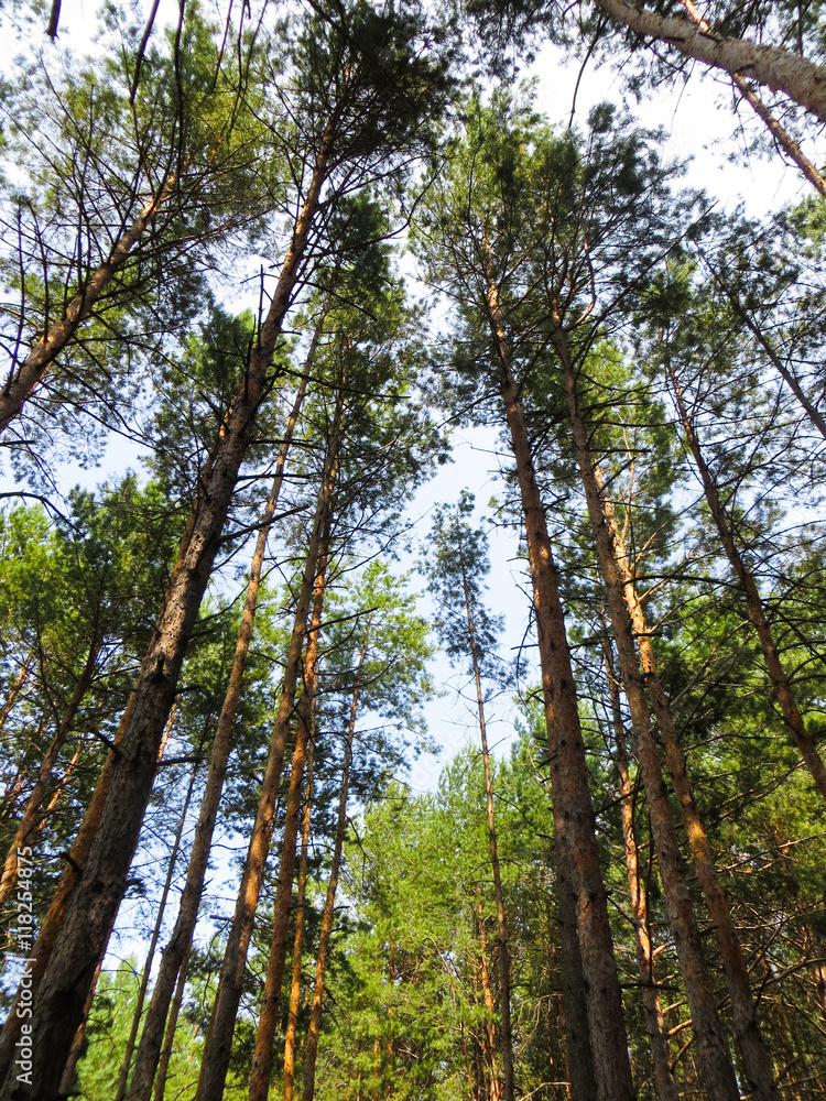 Fototapeta premium Tall trees in a forest. Looking up