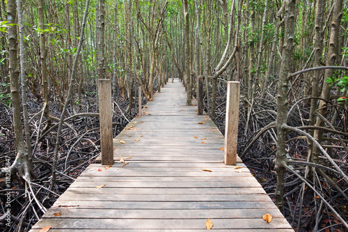 Wooden walkway bridge in mangrove forest located at Rayong  Thai