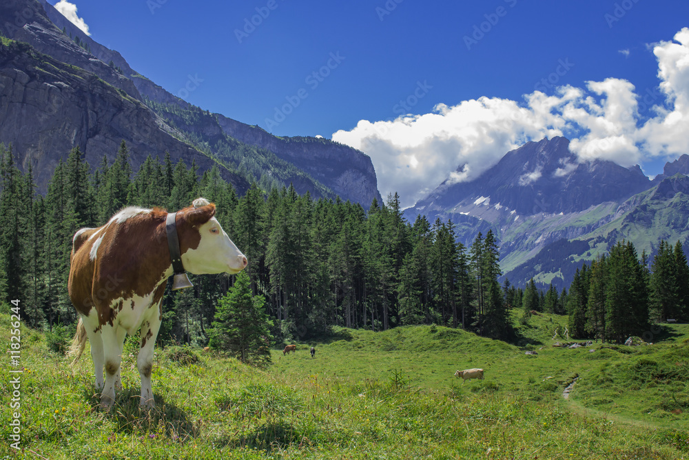 Kuh auf einer Alm in den Schweizer Alpen nahe dem Oeschinensee