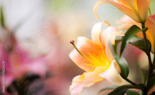 Fototapeta Naklejka Na Ścianę i Meble -  Beautiful lily close-up