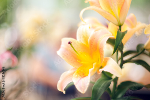 Fototapeta Naklejka Na Ścianę i Meble -  Beautiful lily close-up