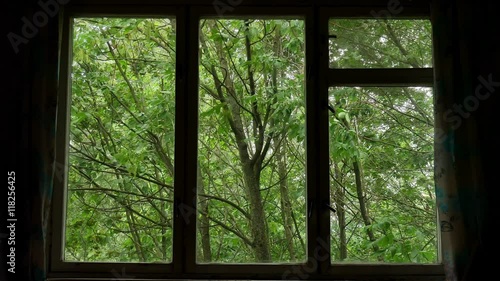 wind shakes green leaves and trees tops in wooded area seen through window