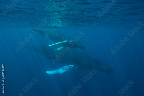 Humpback Whale Mother & Calf Underwater