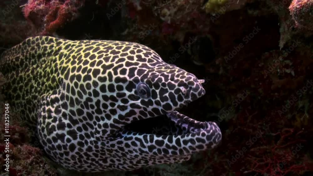 Large Grey Spotted moray eel sitting along the reef in search of food. Amazing, beautiful underwater marine life world of sea creatures in Maldives. Scuba diving and tourism. Large Grey Spotted moray eel sitting along the reef in search of food. Amazing, beautiful underwater marine life world of sea creatures in Maldives. Scuba diving and tourism.
