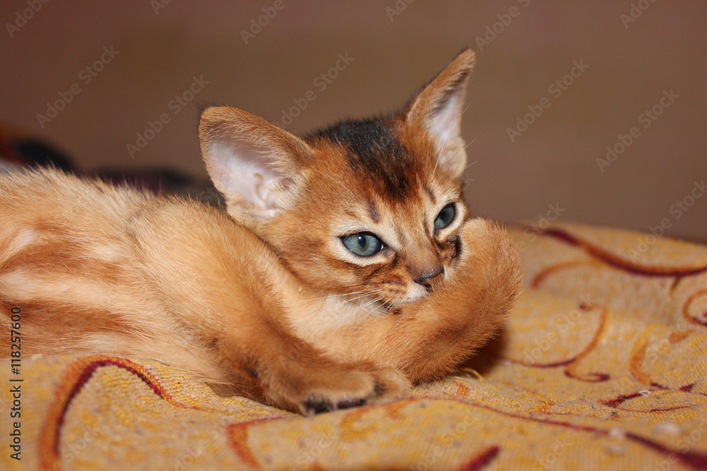 Fototapeta premium abyssinian kitten portrait