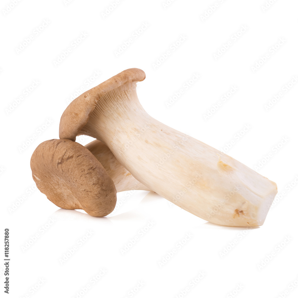 King Oyster mushroom (Eringi) on white backgroud King Oyster mushroom (Eringi) on white backgroud