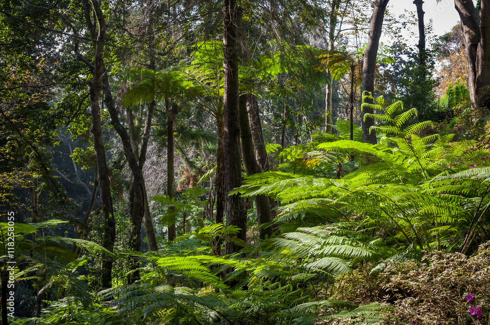 Monte garden tropical forests in Funchal, Madeira Monte garden tropical forests in Funchal, Madeira