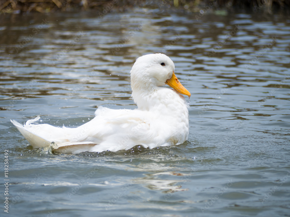 Swimming white domesticated duck in nature. Wild bird closeup portrait.