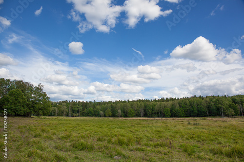 Swedish forest during summer