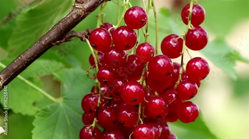 Closeup of a red currant bush branch with multiple ripe berries on it