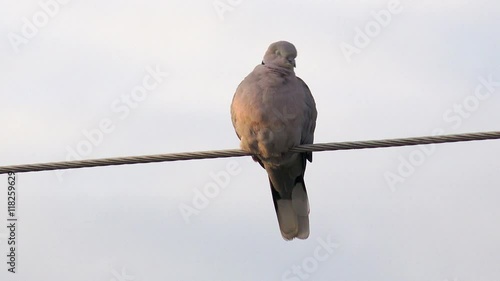 Barbary dove on wire photo