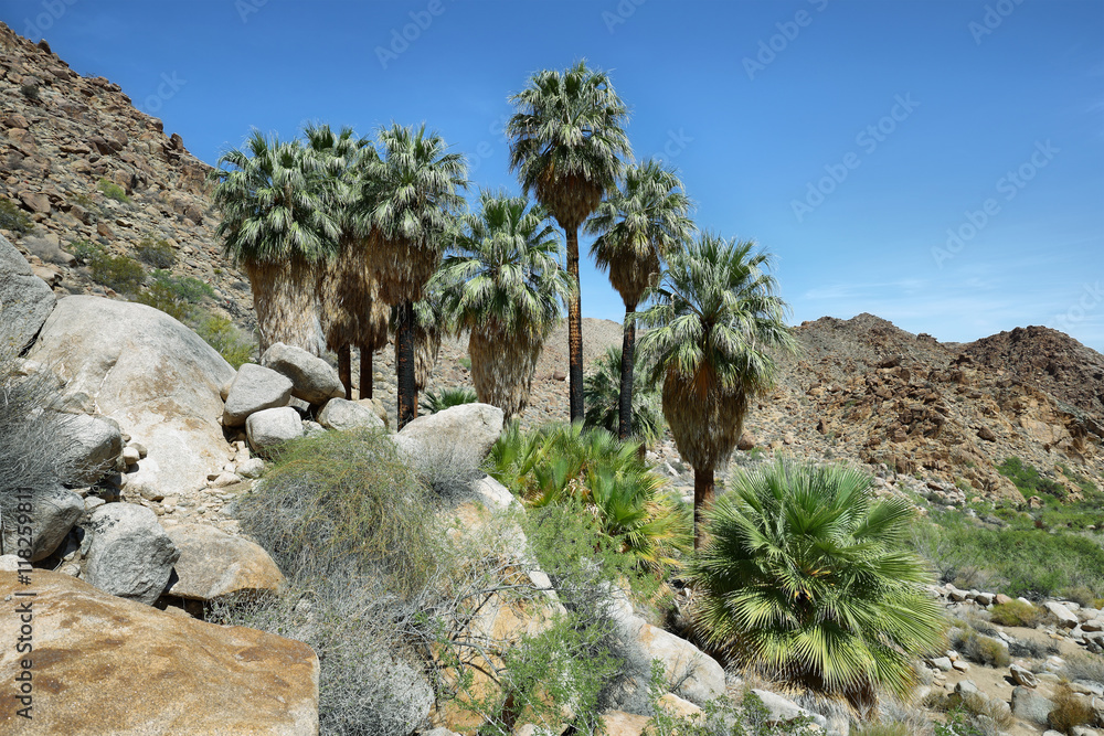 Fototapeta premium 49 palms Oasis in Joshua Tree National Park
