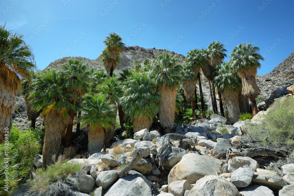 49 palms Oasis in Joshua Tree National Park