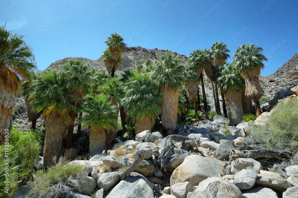 Naklejka premium 49 palms Oasis in Joshua Tree National Park