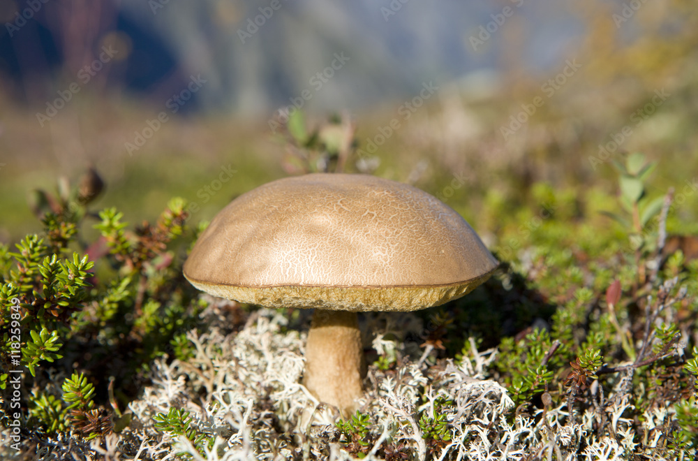 Schwammerl StockFoto Adobe Stock