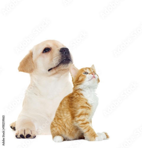Fototapeta Naklejka Na Ścianę i Meble -  kitten and puppy looking