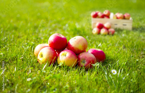 Apfelkorb im Garten