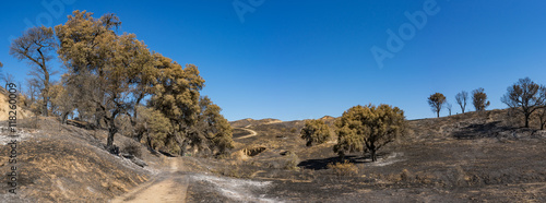 Walking Trail in Burn Zone