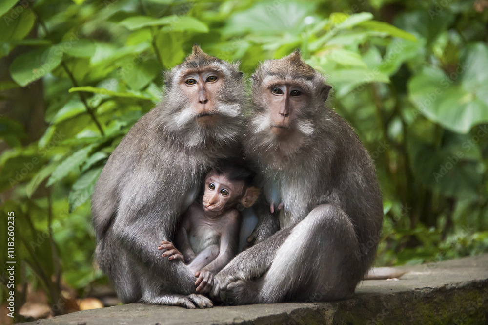Monkeys sitting on stone banister Monkeys sitting on stone banister