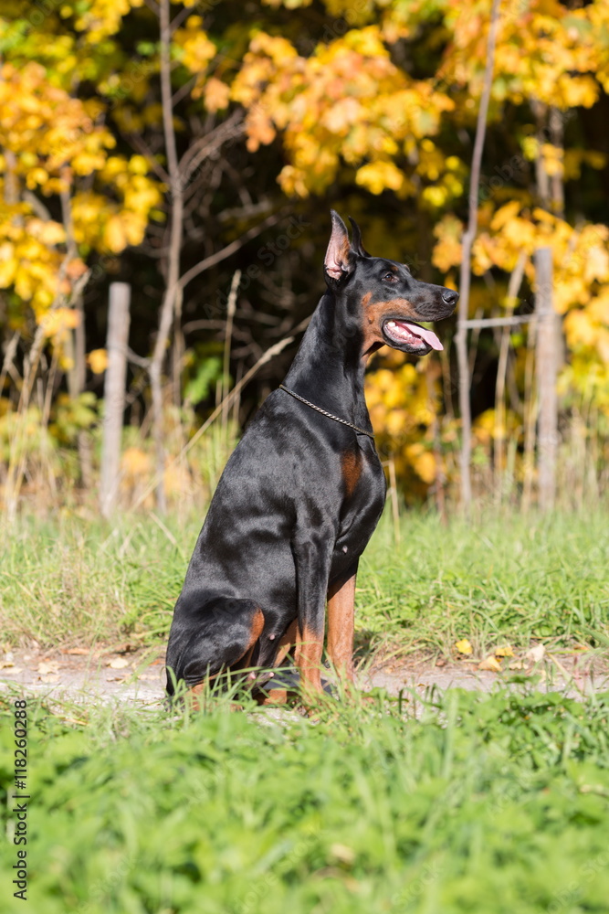 The dobermann with lead is sitting on a walkway in park. The dobermann with lead is sitting on a walkway in park.