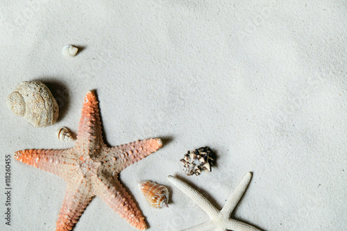 Beach with a lot of seashells and starfish