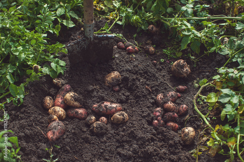 Fresh harvesting potatoes