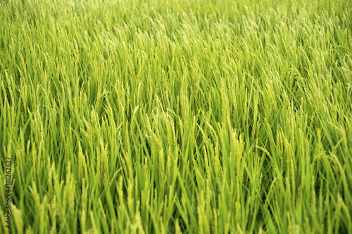 Rice field 1 © jackekasak