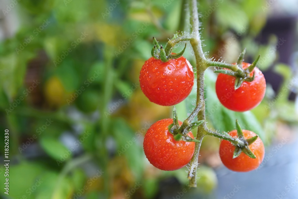 Fresh red tomatoes on the plant