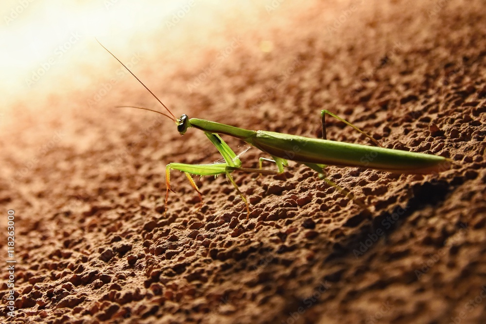 Giant Asian Praying Mantis (Hierodula membranacea)