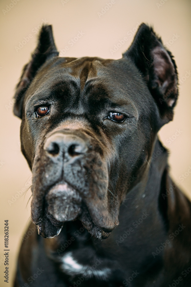 Black Adult Cane Corso Close Up Black Adult Cane Corso Close Up
