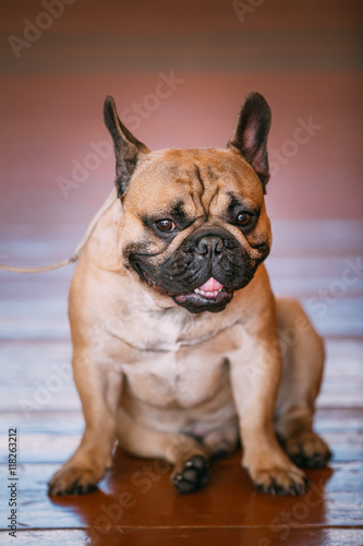 Funny Dog French Bulldog Sitting On Old Wooden Floor Indoor © Grigory Bruev