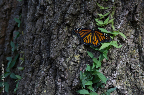 Monarch butterfly on tree trunk photo