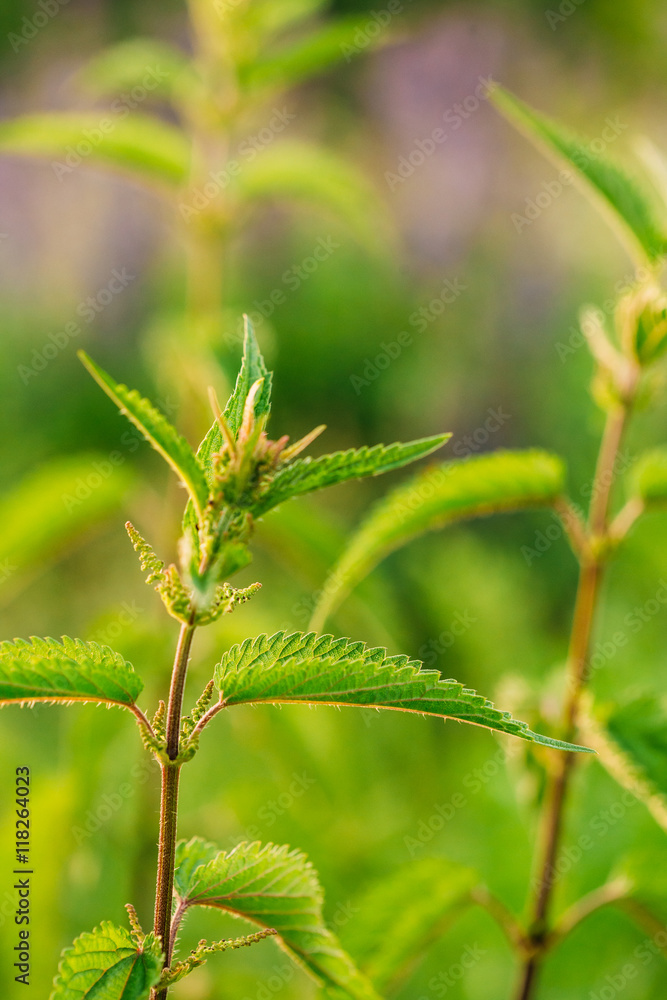 Nettle Twig, Stinging Nettle, Urtica Dioica In Summer Field. Nettle Twig, Stinging Nettle, Urtica Dioica In Summer Field.