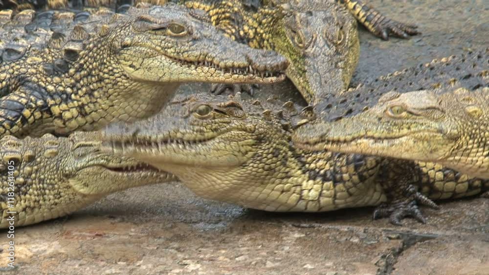 Young Nile Crocodiles eating chunks of meat Young Nile Crocodiles eating chunks of meat