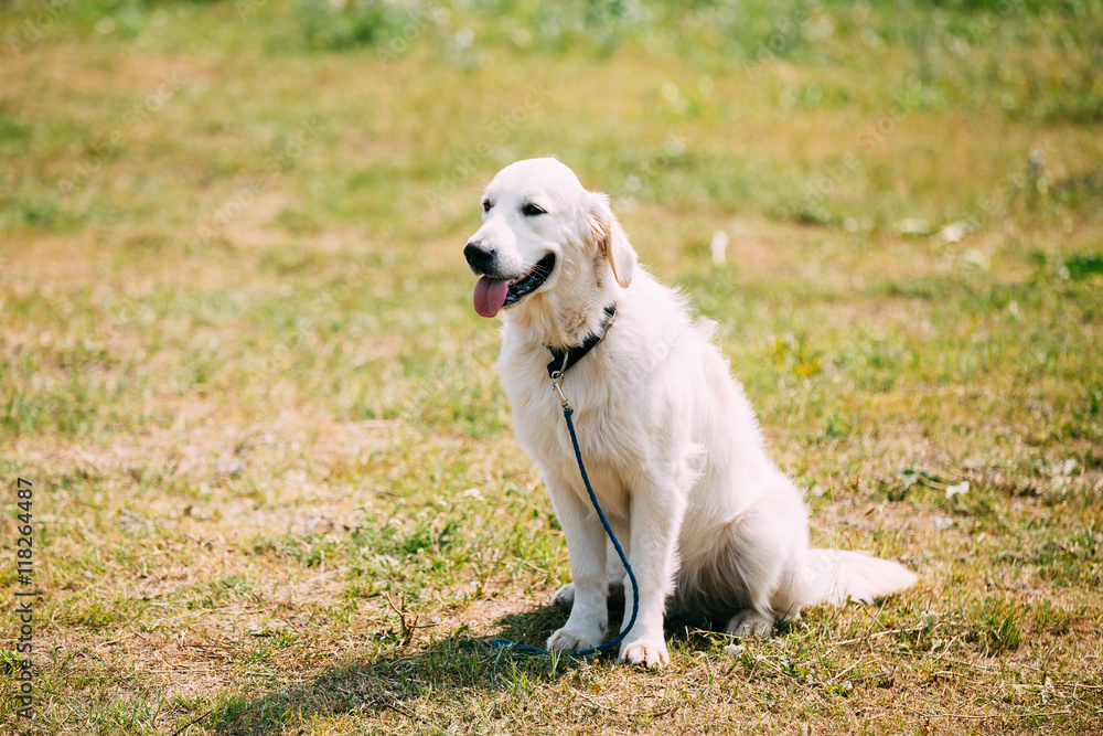 White Yellow Labrador Retriever Dog, Ajar Jaws, Tongue Sitting